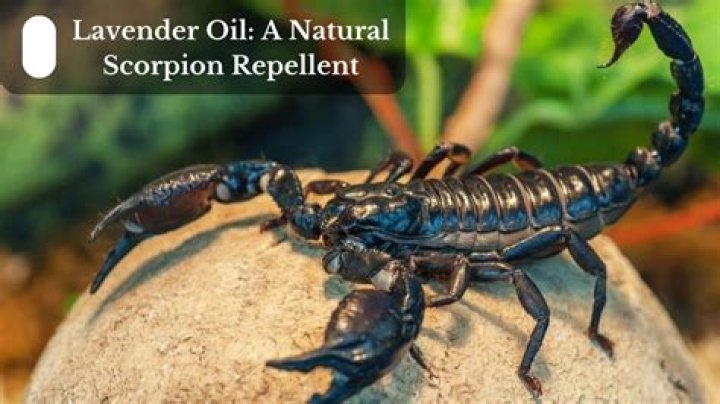 What is Scorpion oil used for?