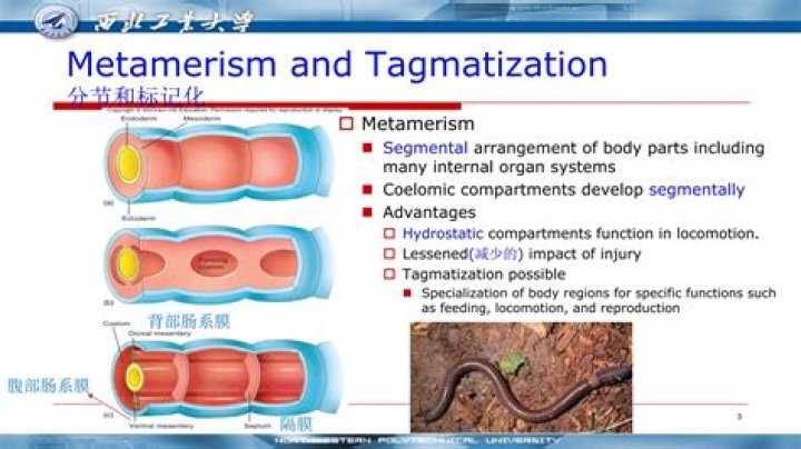 What is the advantage of Metamerism in animals with respect to the function of the hydrostatic skeleton?
