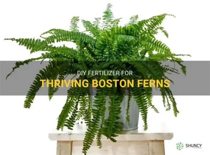 What is the best fertilizer for Boston ferns?