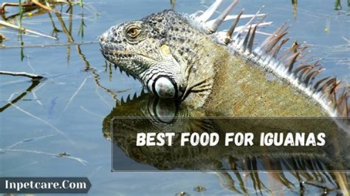 What is the best food for iguanas?