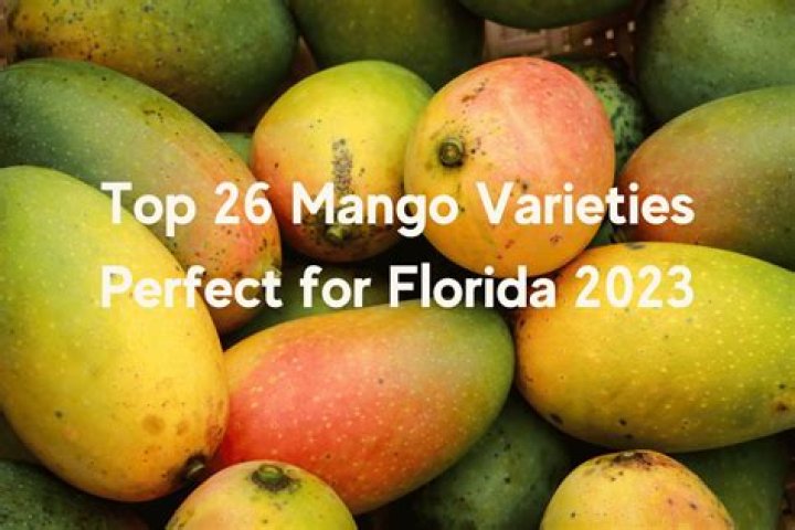What is the best mango to buy?