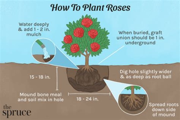 What is the best month to plant roses?