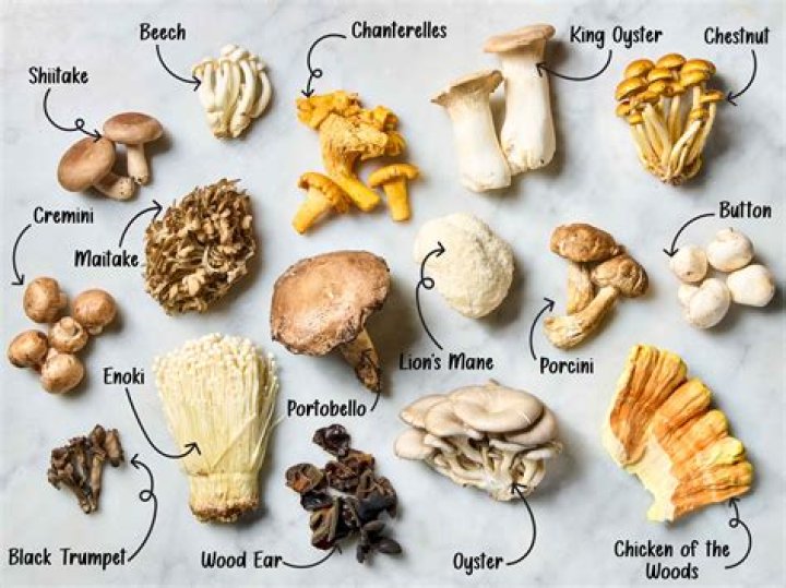 What is the best mushroom in the world?