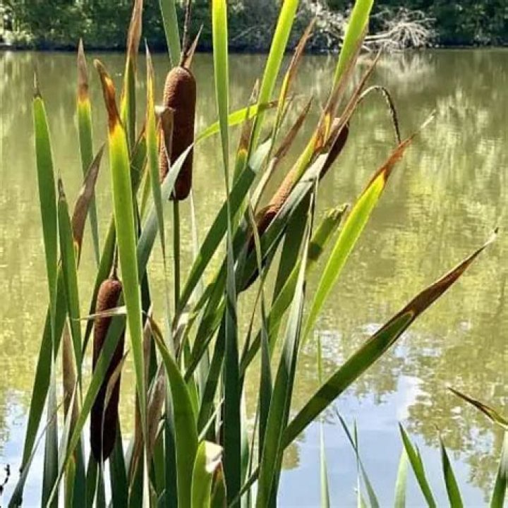 What is the best thing to plant for ducks?