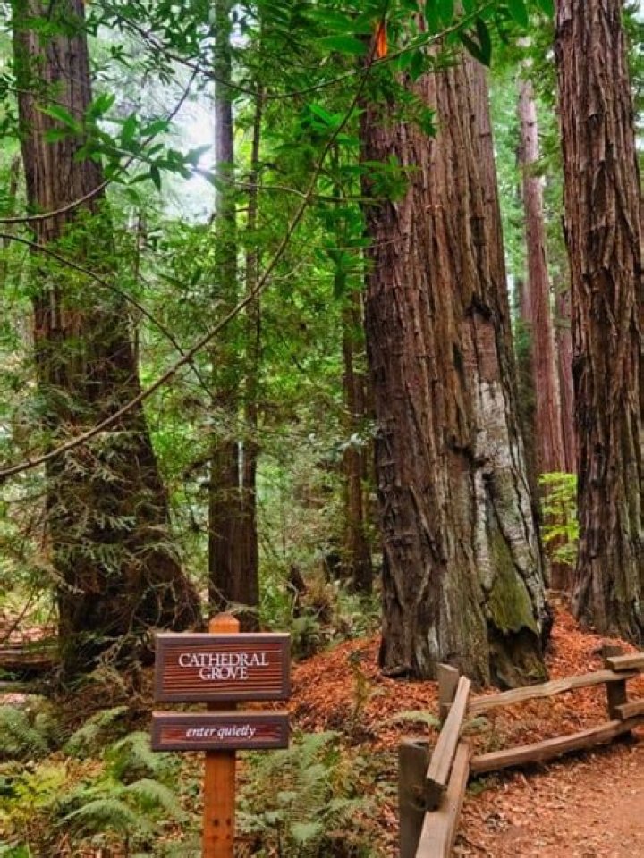 What is the best time to visit Muir Woods?