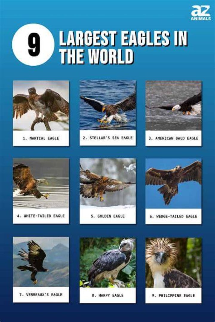 What is the biggest eagle?
