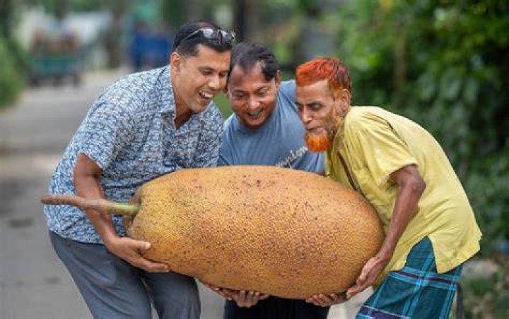 What is the biggest jackfruit in the world?