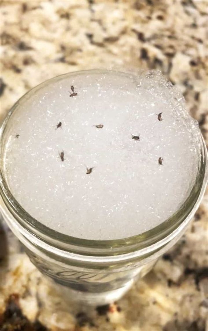 What is the brown stuff in my apple cider vinegar?