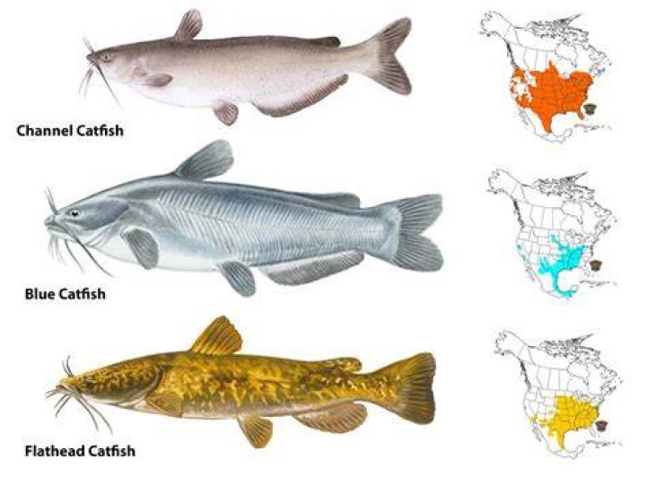What is the Catfish Feast at Captain D’s?