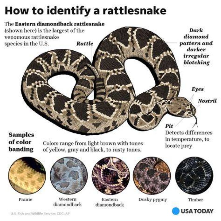 What is the color of a rattlesnake?