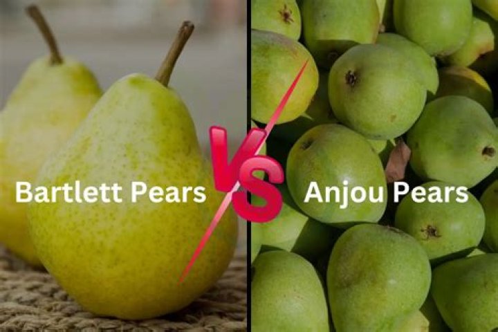What is the difference between a Bartlett and Anjou pear?