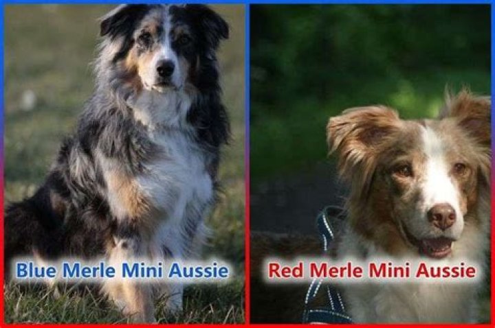 What is the difference between a red Merle and a Blue Merle?