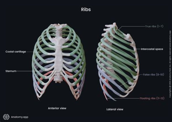 What is the difference between a rib and a Riblet?