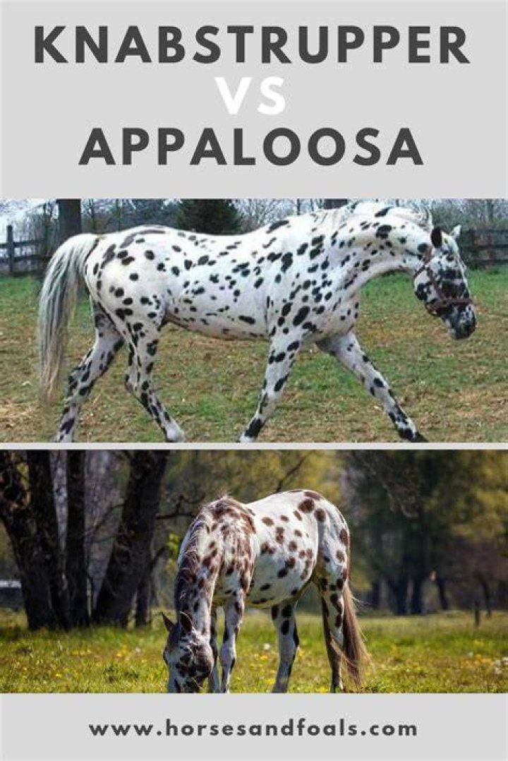 What is the difference between an appaloosa and a Knabstrupper?