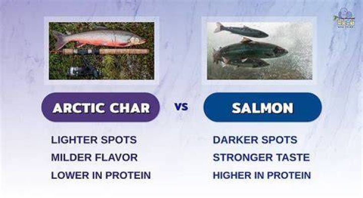 What is the difference between arctic char and salmon?