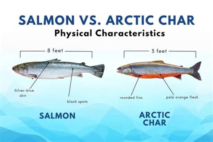 What is the difference between salmon and Arctic char?