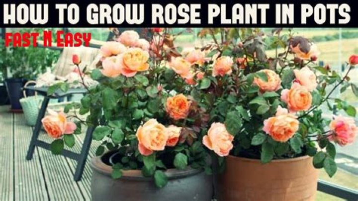 What is the easiest rose bush to take care of?