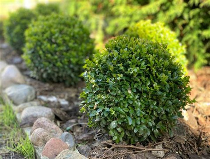 What is the fastest growing boxwood?