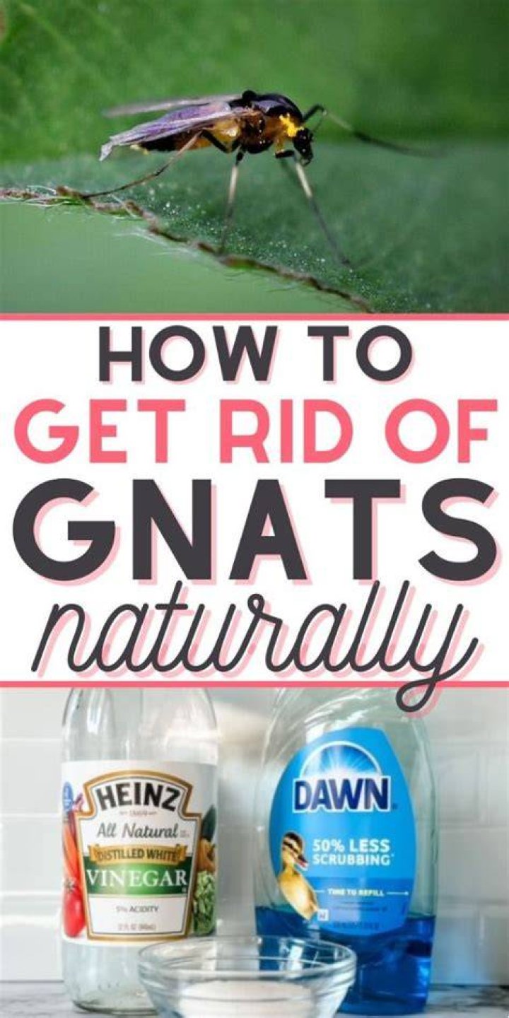 What is the fastest way to get rid of gnats?