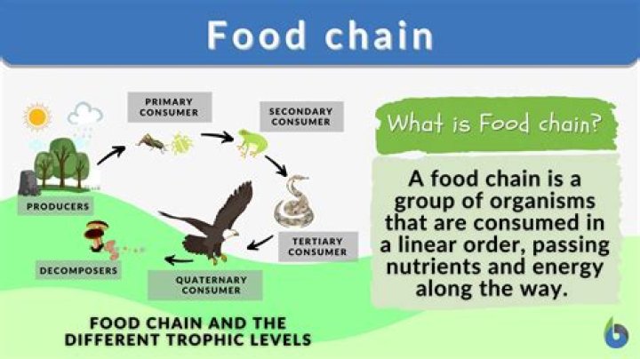 What is the Food Chain combo?