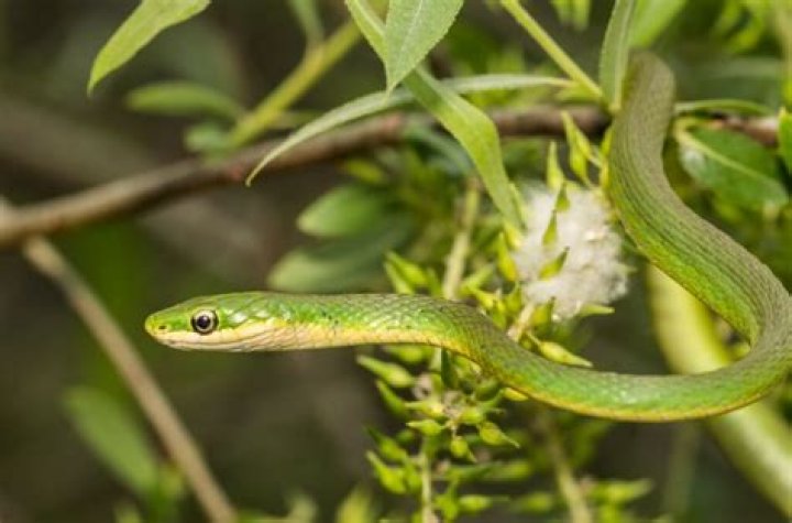 What is the friendliest snake? Archives | PopularAsk.net