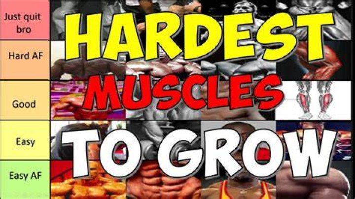 What is the hardest muscle to build?
