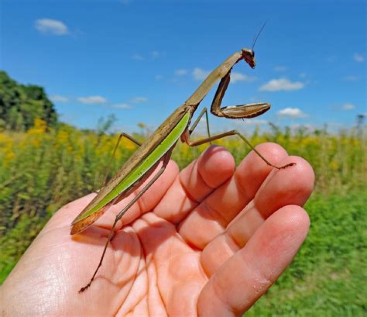 What is the longest living praying mantis?