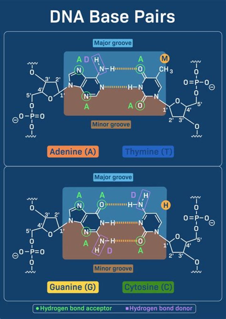 What is the molecular weight of a base pair?