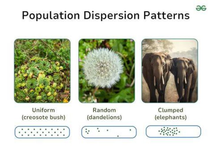 What is the most common type of dispersion?