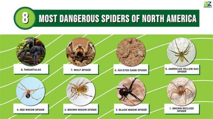 What is the most dangerous spider in Tennessee?
