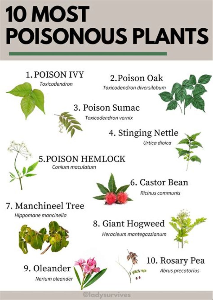 What is the most poisonous plant on earth?