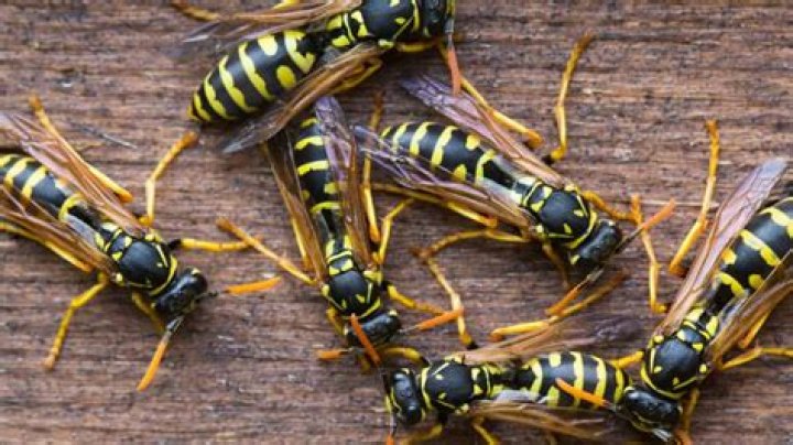 What is the natural enemy of wasps?