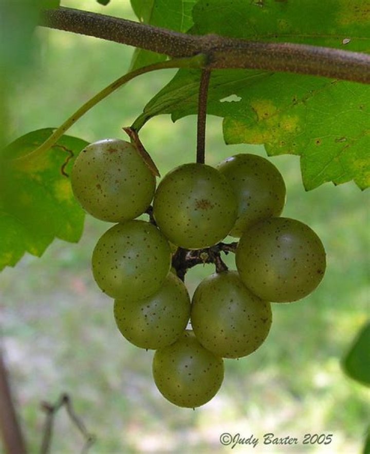 What is the NC State fruit?