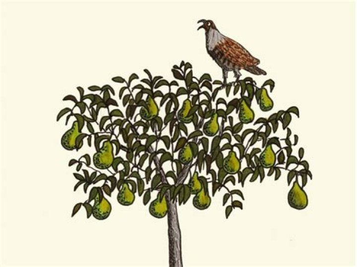 What is the origin of a partridge in a pear tree?