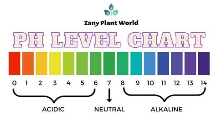 What is the pH of rice?
