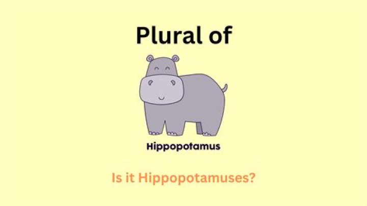 What is the plural of hippopotamus?