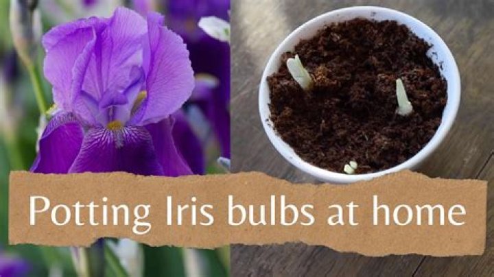 What is the pod on an iris after it blooms?