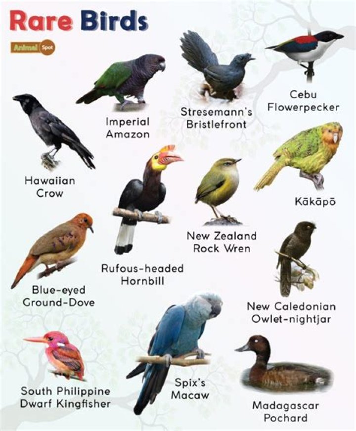 What is the rarest bird in Australia?