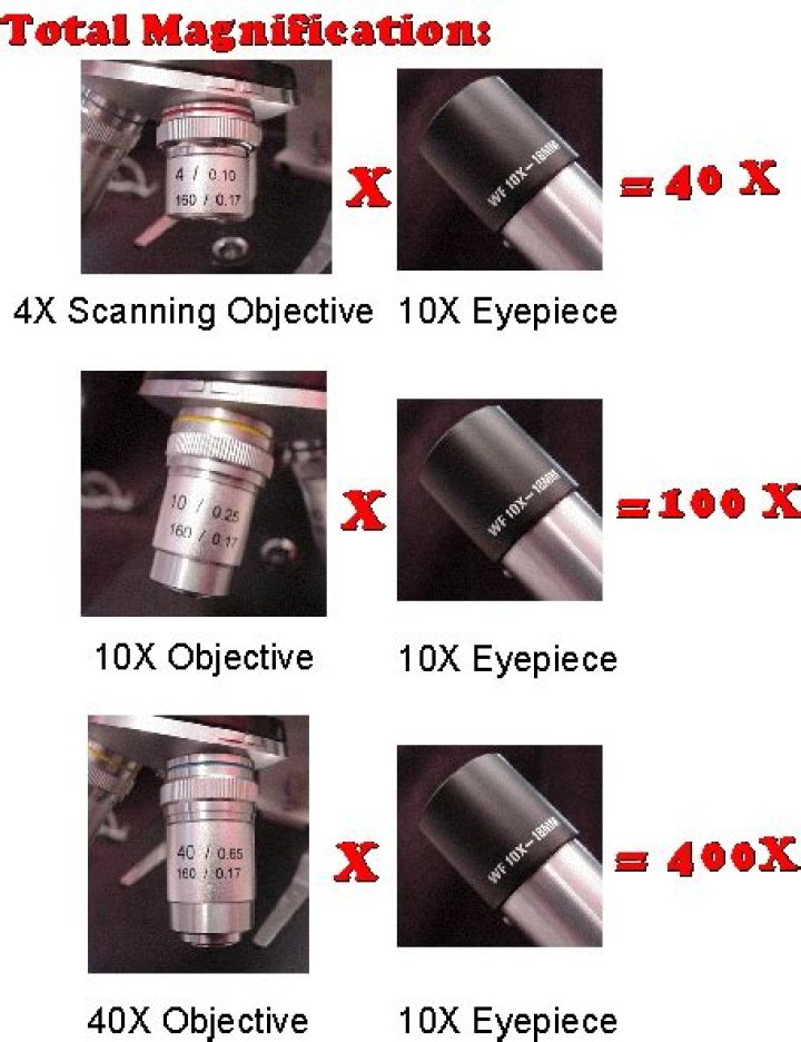 What is the total magnification at 4x 10X and 40x?