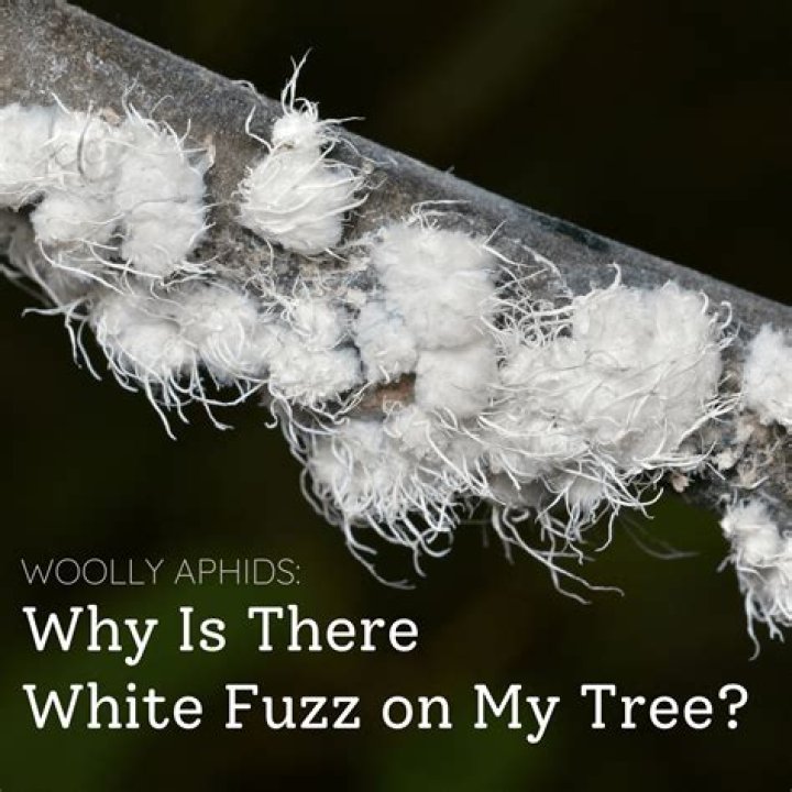 What is the white fuzzy stuff on grapes?