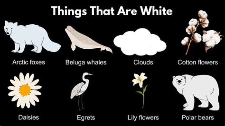 What is the whitest last name?