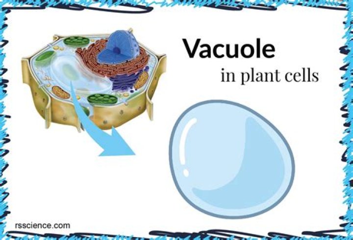 What is vacuole and its function?