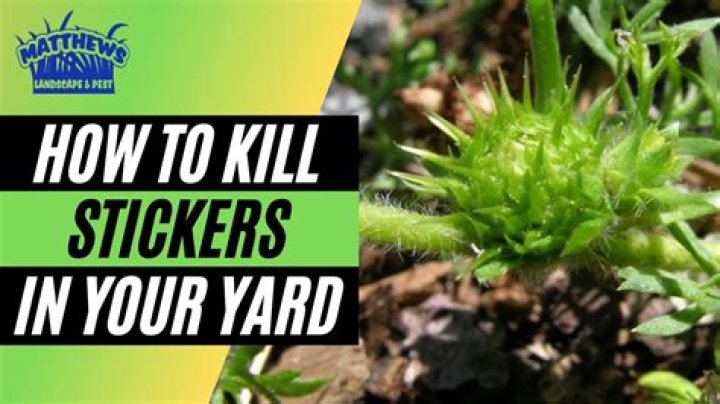 What kills stickers in your yard?