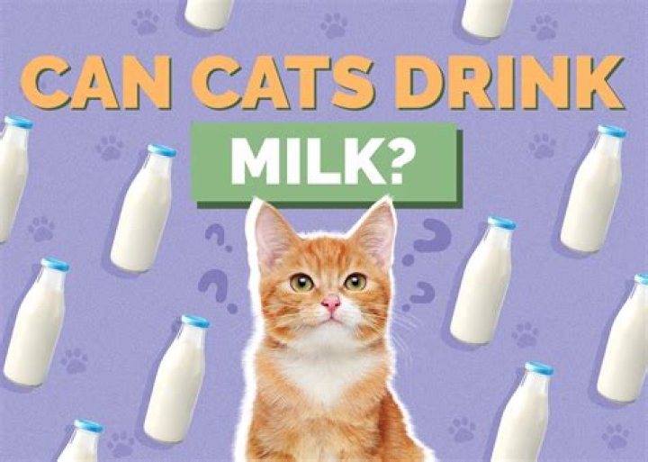 What kind of milk can I give a kitten?