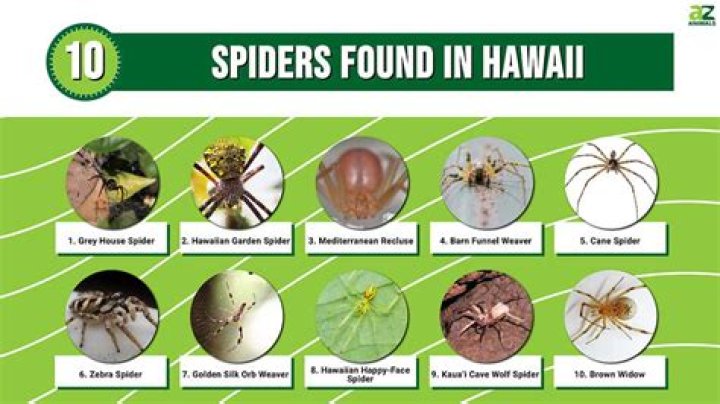 What kind of spiders are in Hawaii?