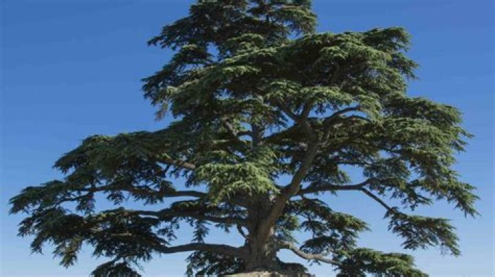 What kind of tree is a cedar tree?