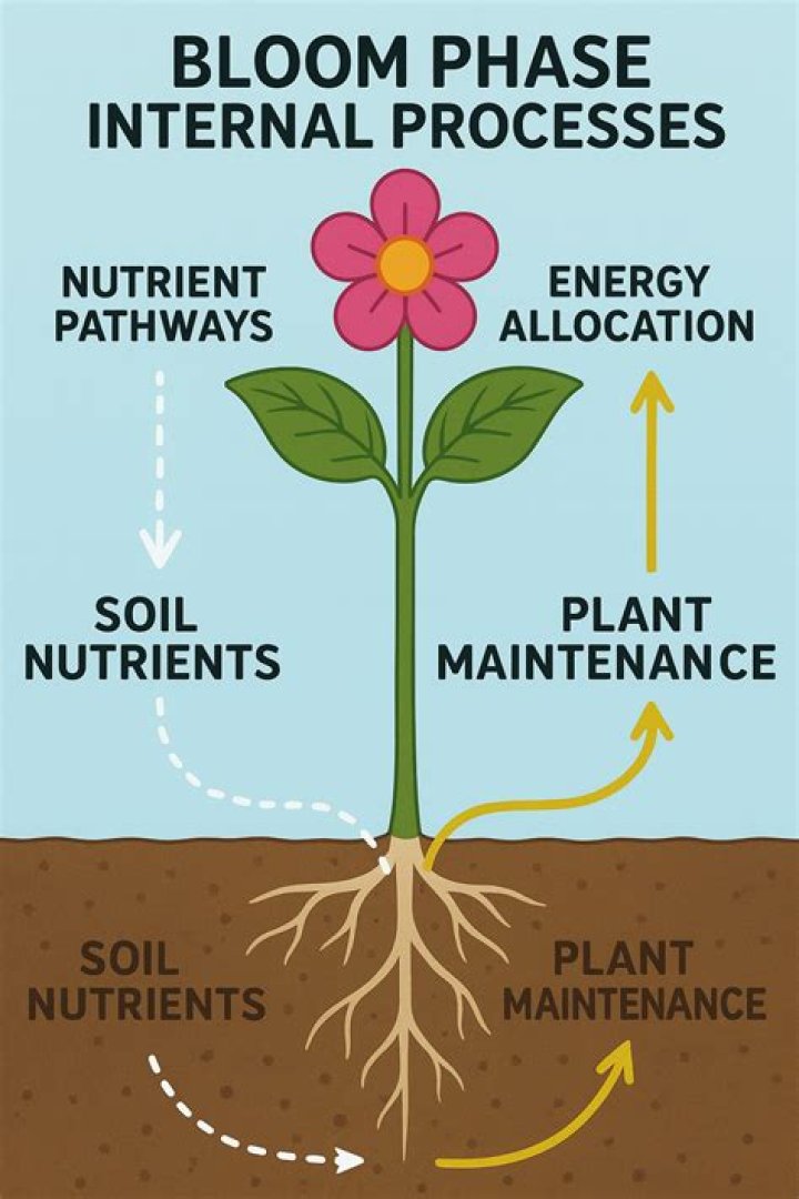 What nutrient is best for flowering?