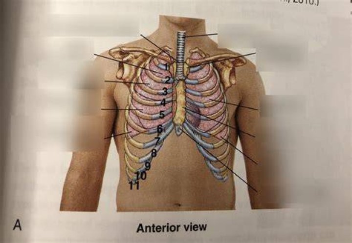 What organ is just below the sternum?