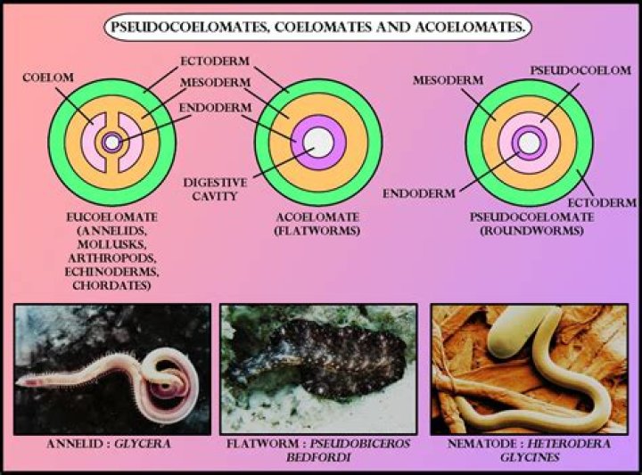 What organisms are Pseudocoelomates?