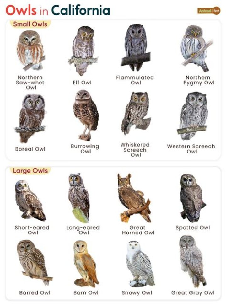 What owls live in the Pacific Northwest?